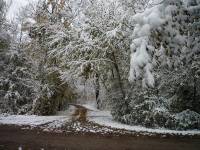 Bl&auml;tter und Schnee Ast ade